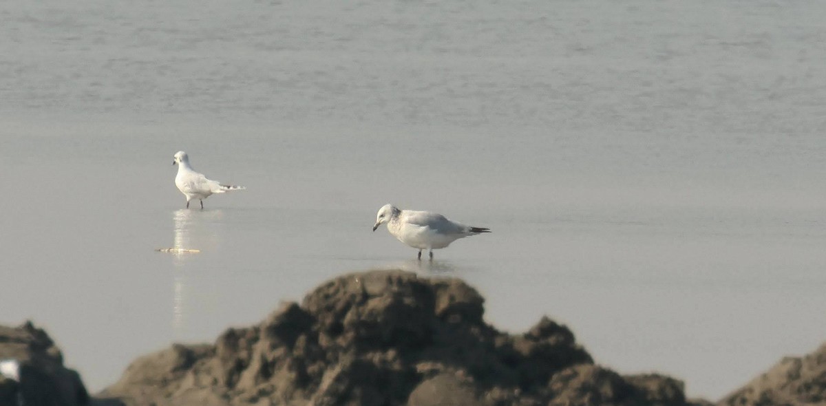 Relict Gull - ML634850356