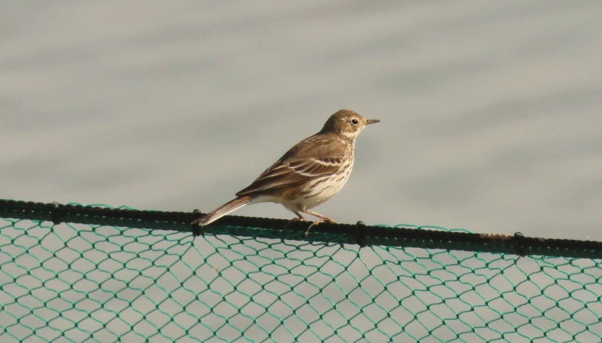 Siberian Pipit - ML634850383