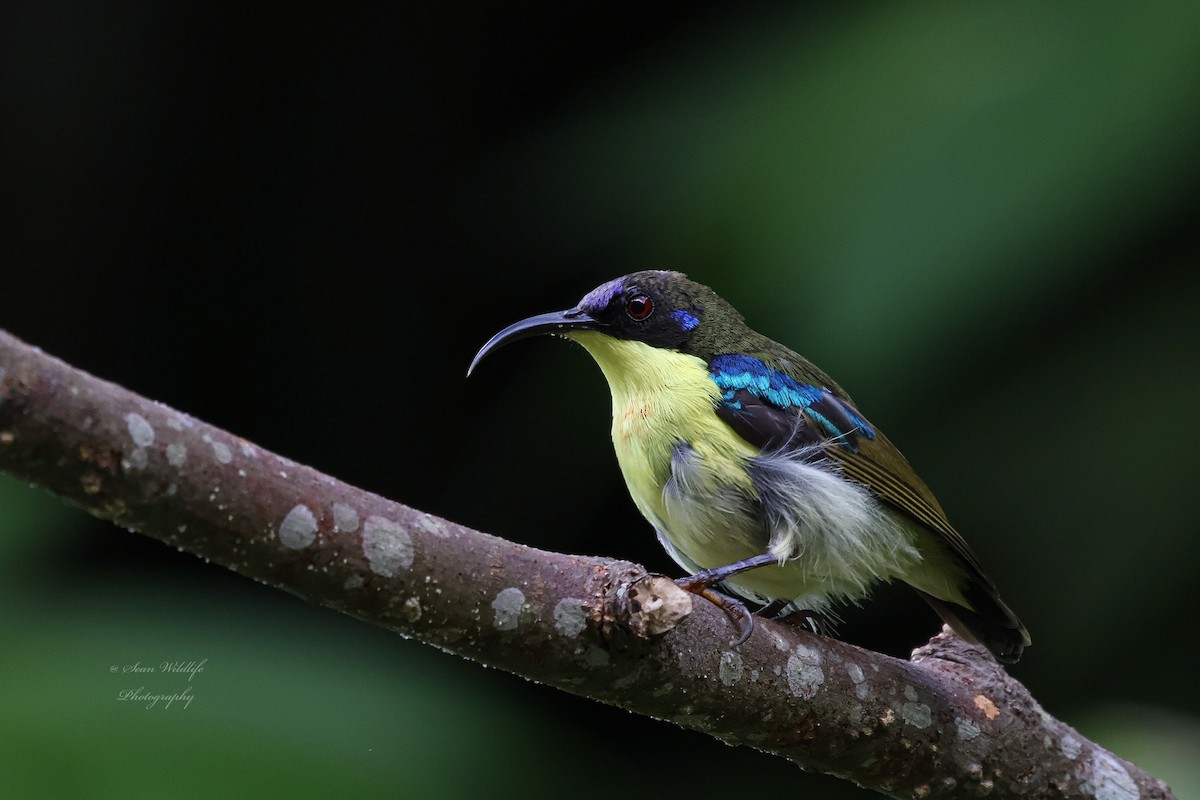 Metallic-winged Sunbird (Southern) - ML634850424