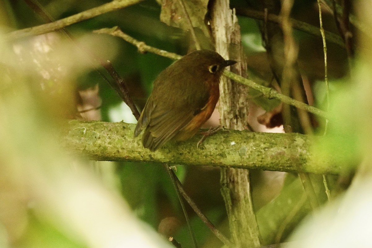 Rusty-breasted Antpitta - ML634850425
