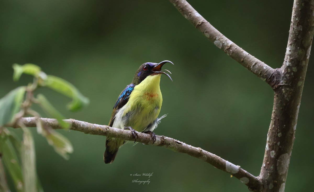 Metallic-winged Sunbird (Southern) - ML634850428