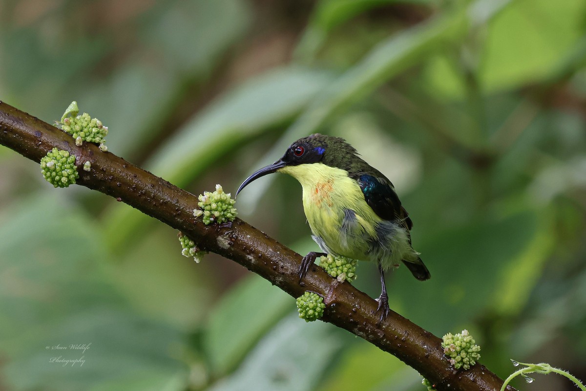 Metallic-winged Sunbird (Southern) - ML634850429