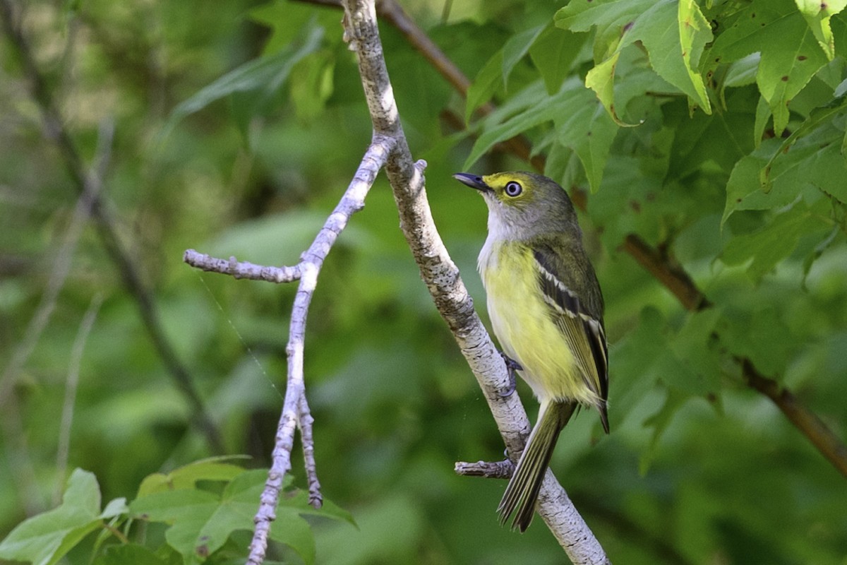 White-eyed Vireo - ML634850659