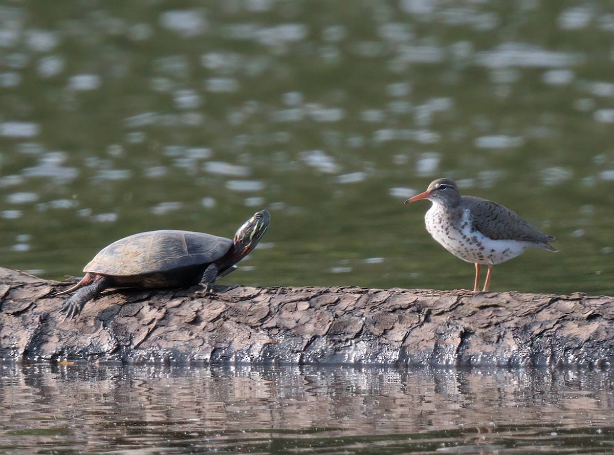 Spotted Sandpiper - ML634850796