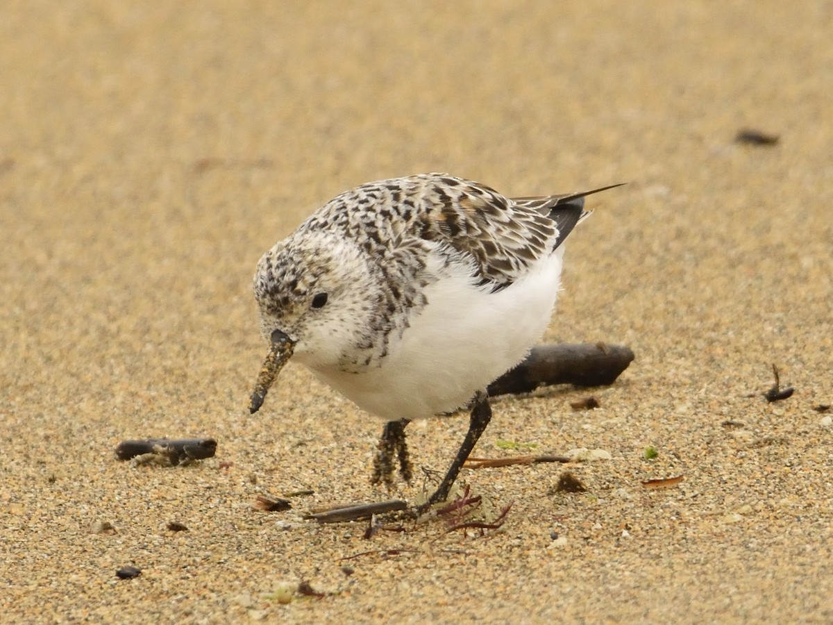 Sanderling - ML634850798