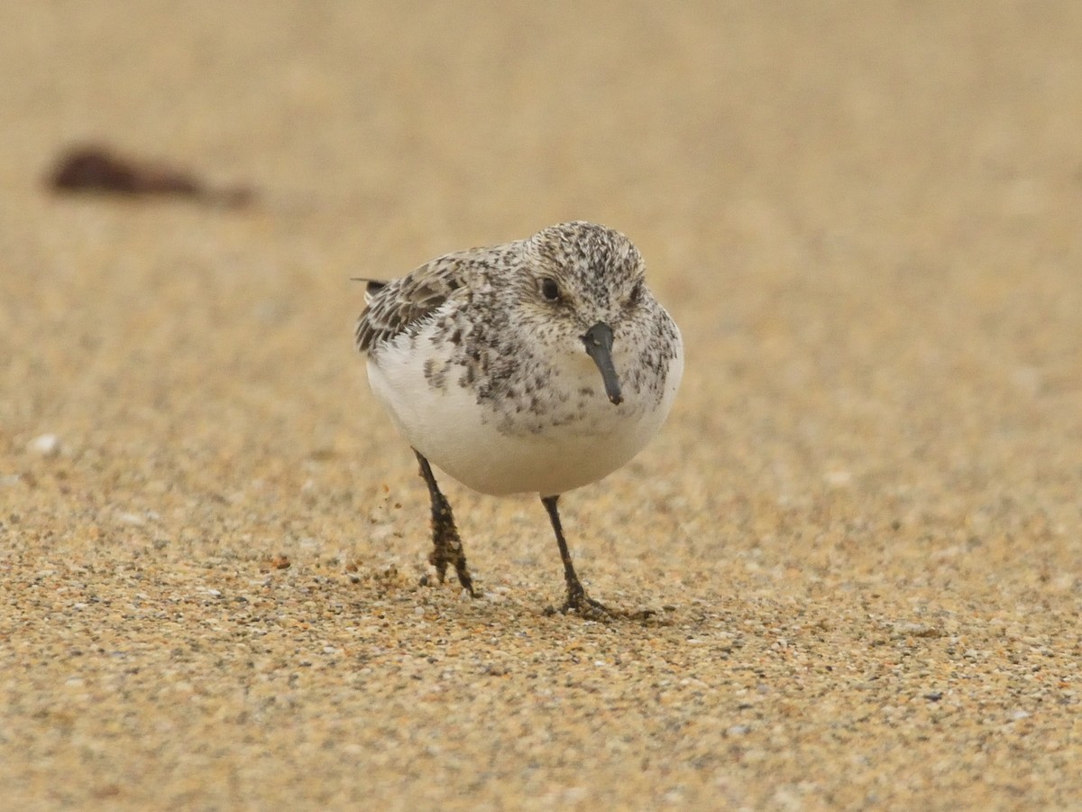 Sanderling - ML634850799