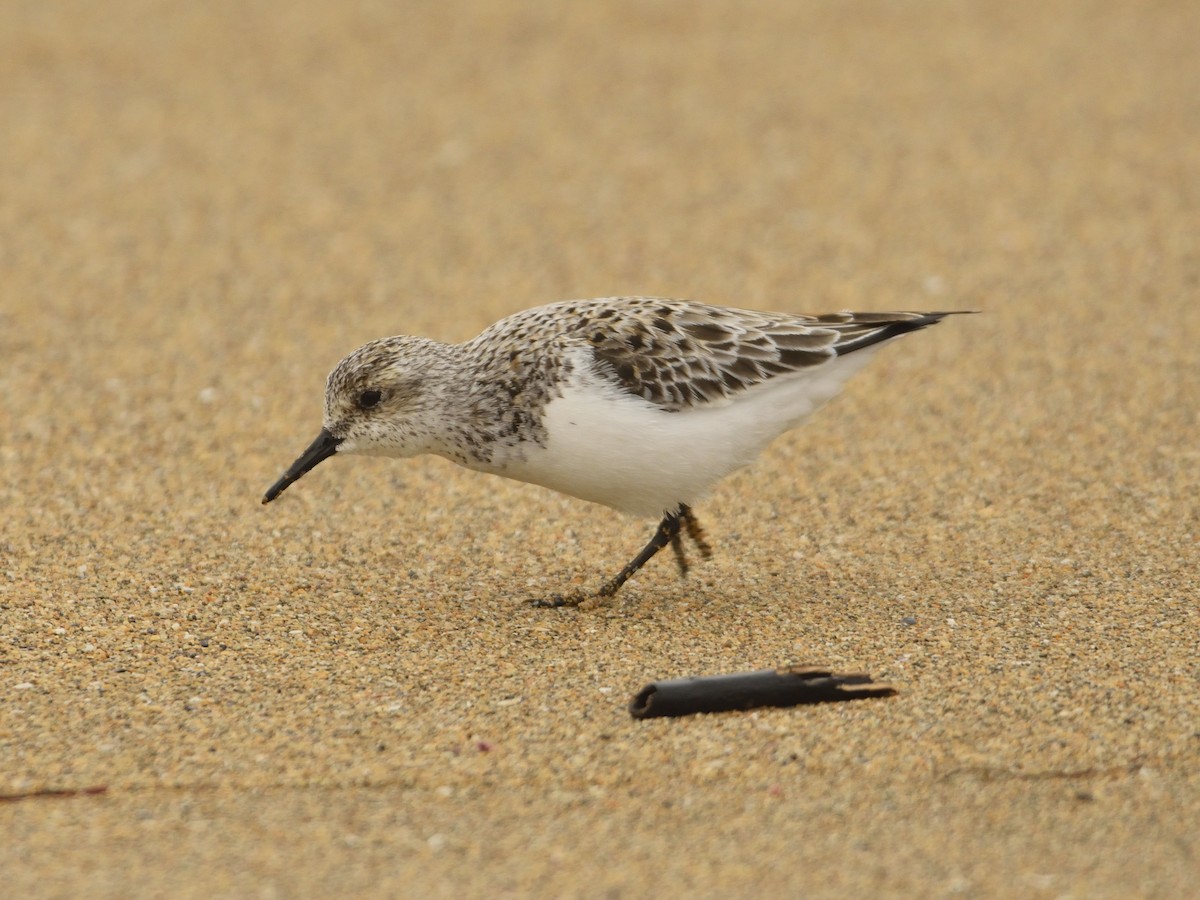 Sanderling - ML634850802
