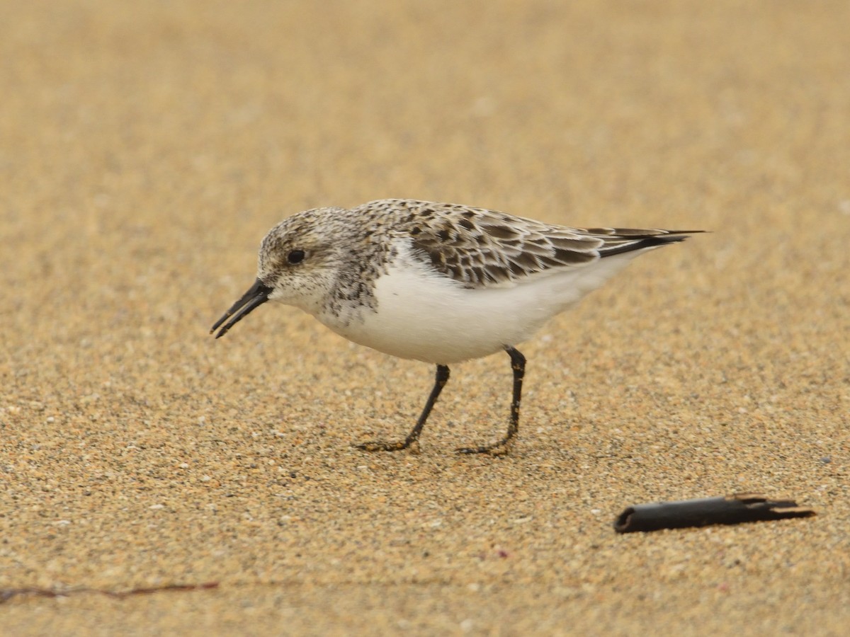 Sanderling - ML634850803