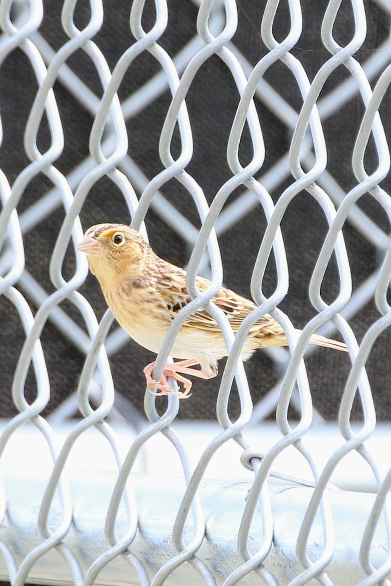 Grasshopper Sparrow - Phil Mills