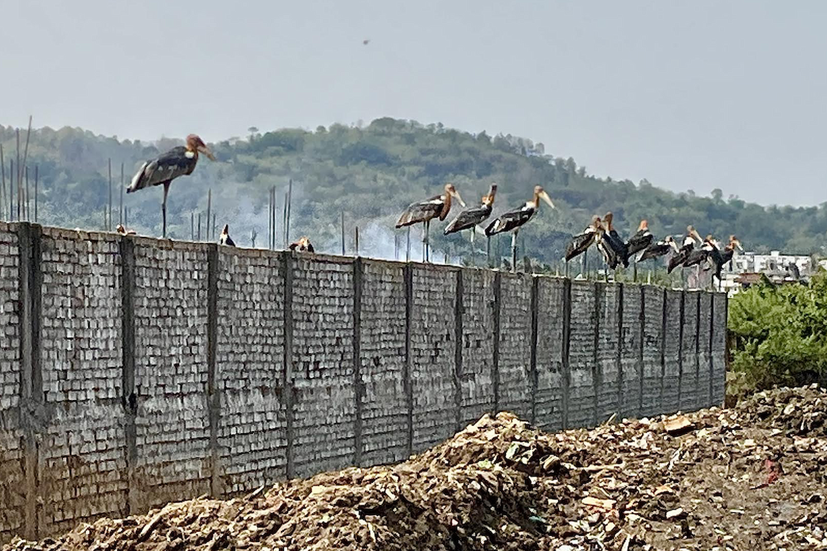 Greater Adjutant - ML634850959