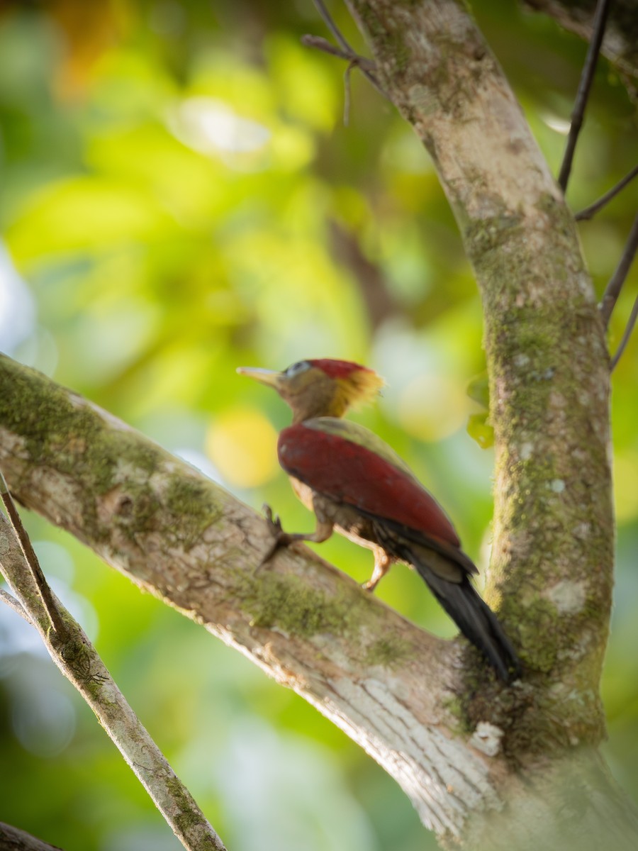 Crimson-winged Woodpecker - ML634851037