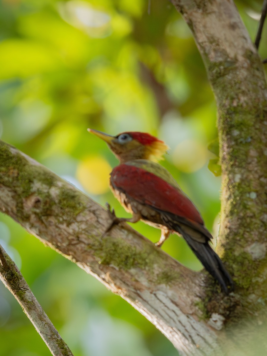 Crimson-winged Woodpecker - ML634851038