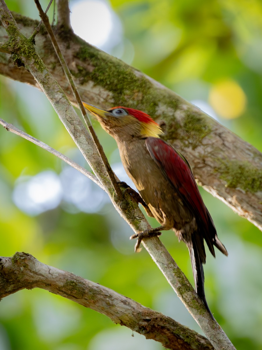 Crimson-winged Woodpecker - ML634851043