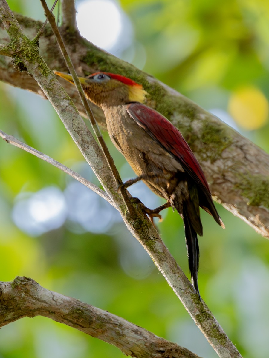Crimson-winged Woodpecker - ML634851044