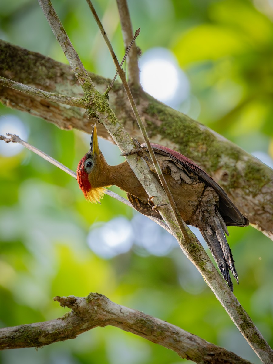 Crimson-winged Woodpecker - ML634851049