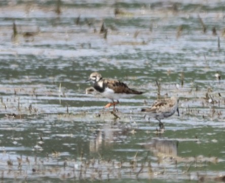 Ruddy Turnstone - ML634851104