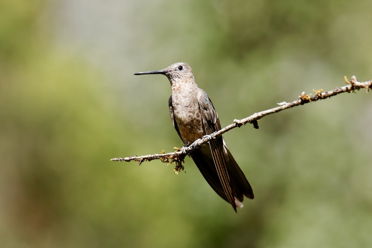 Koca Kolibri - ML634851126