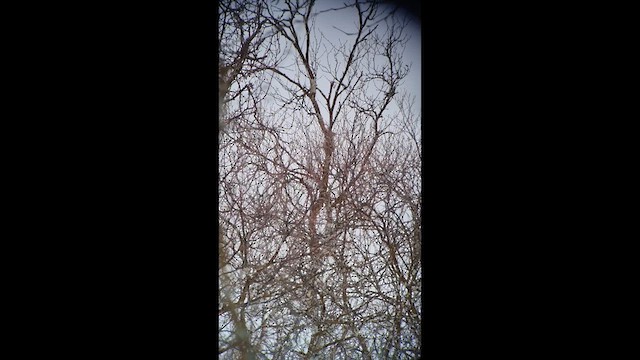 Буурал тоншуул - ML634851168