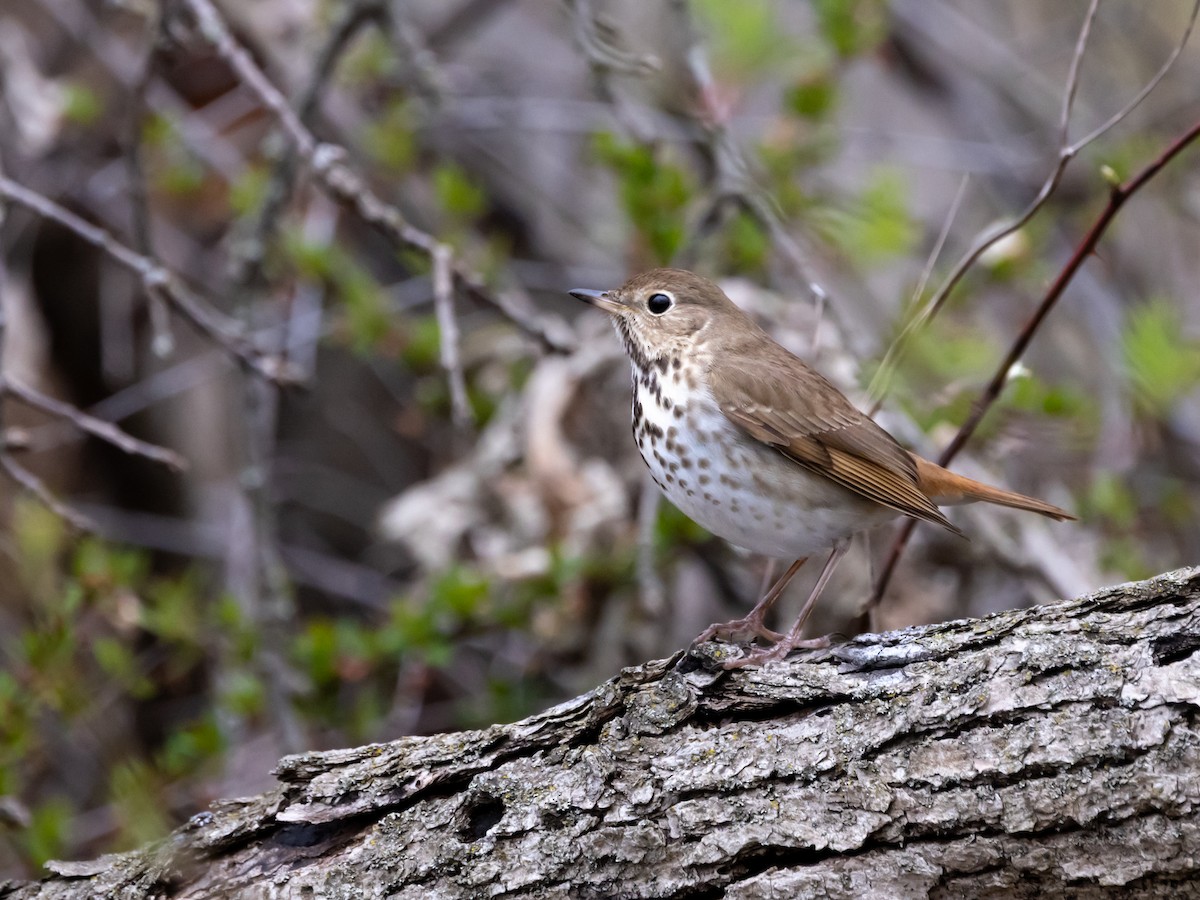 Hermit Thrush - ML634851210