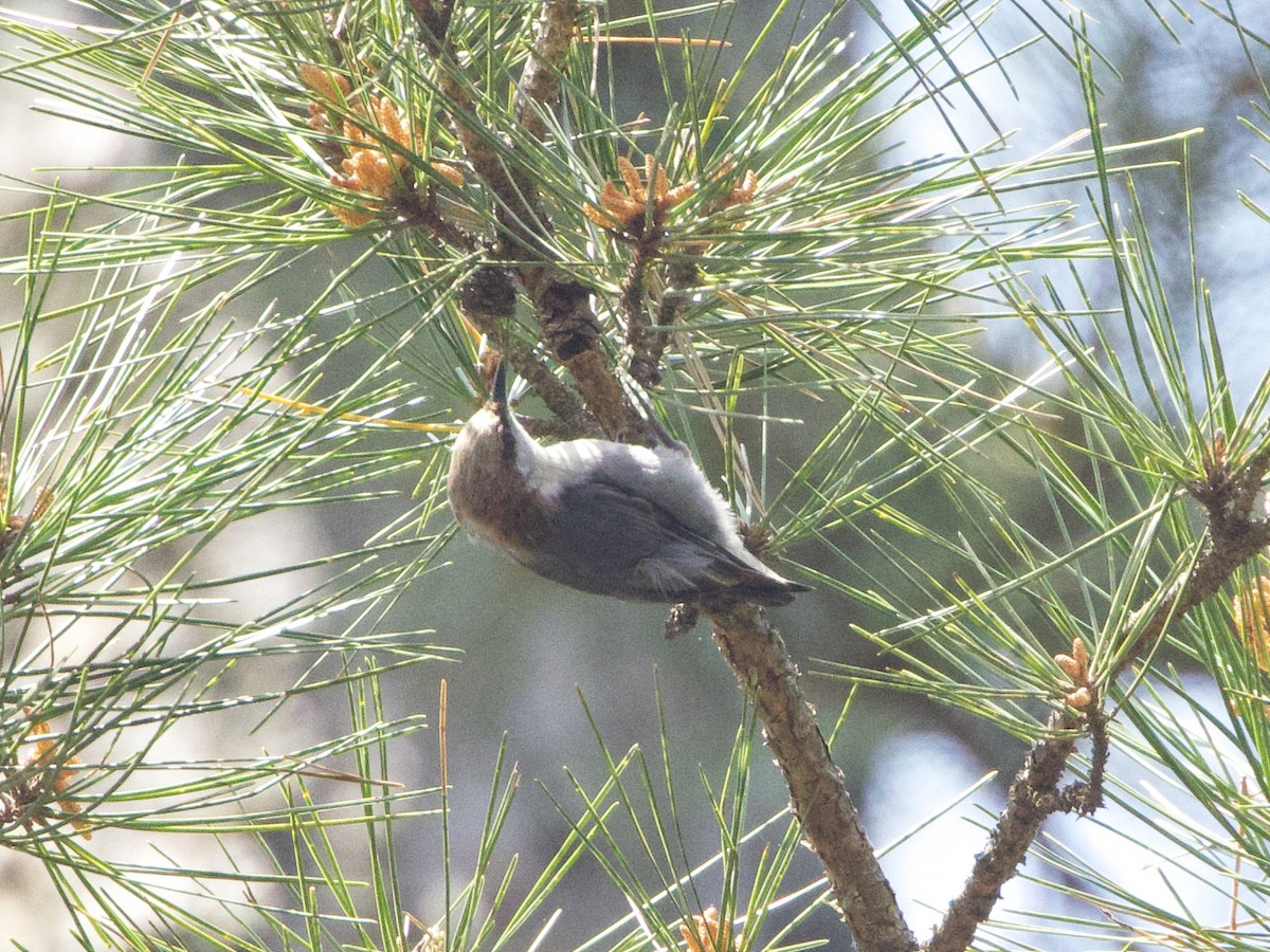 Brown-headed Nuthatch - ML634851322
