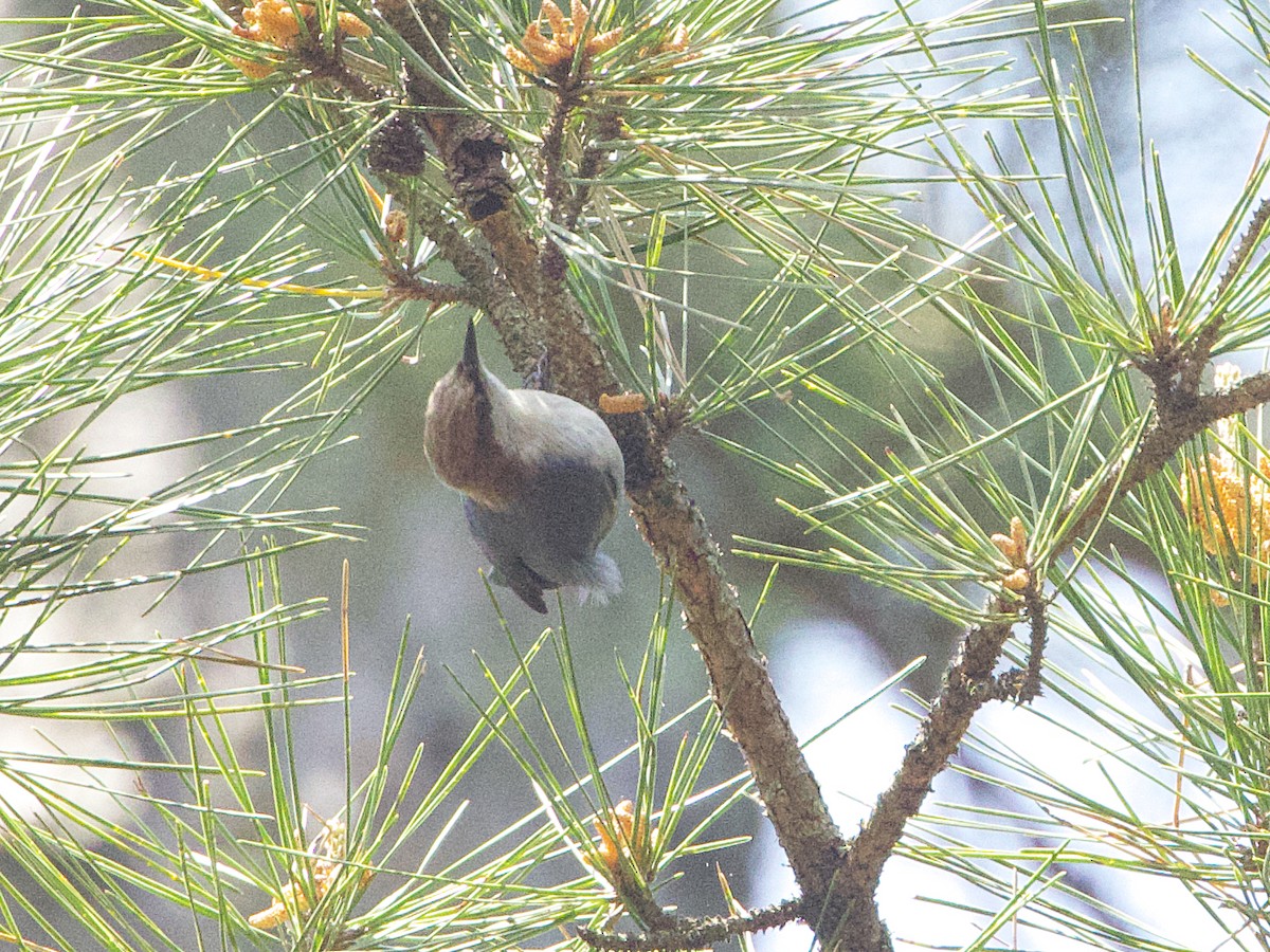 Brown-headed Nuthatch - ML634851323