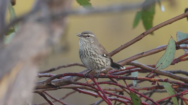 Séricorne timide - ML634851358