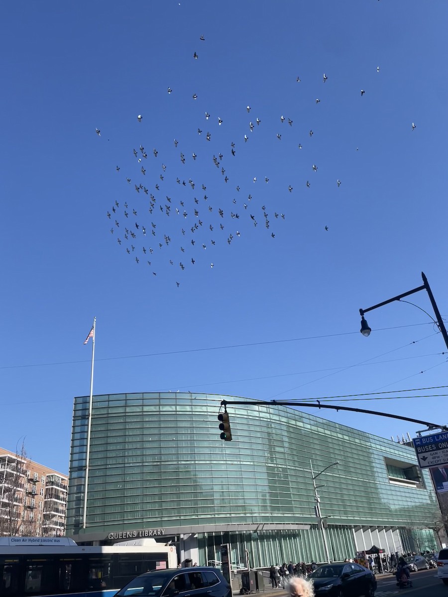 Rock Pigeon (Feral Pigeon) - ML634851366