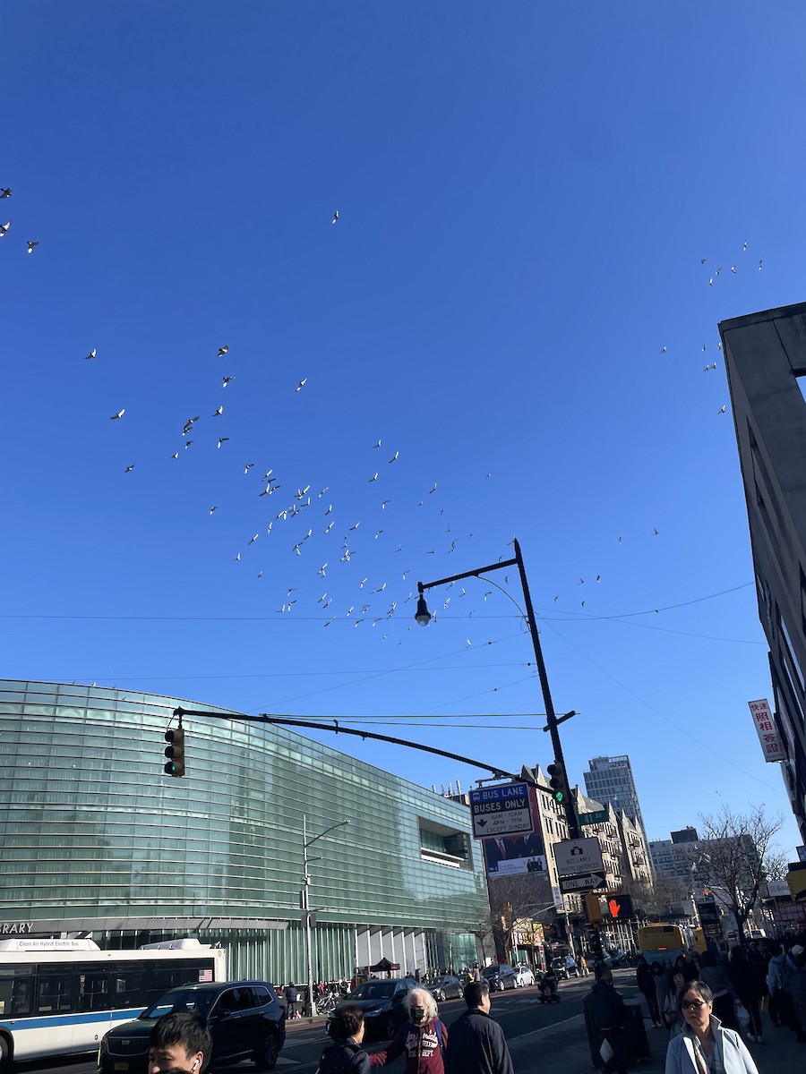 Rock Pigeon (Feral Pigeon) - ML634851367