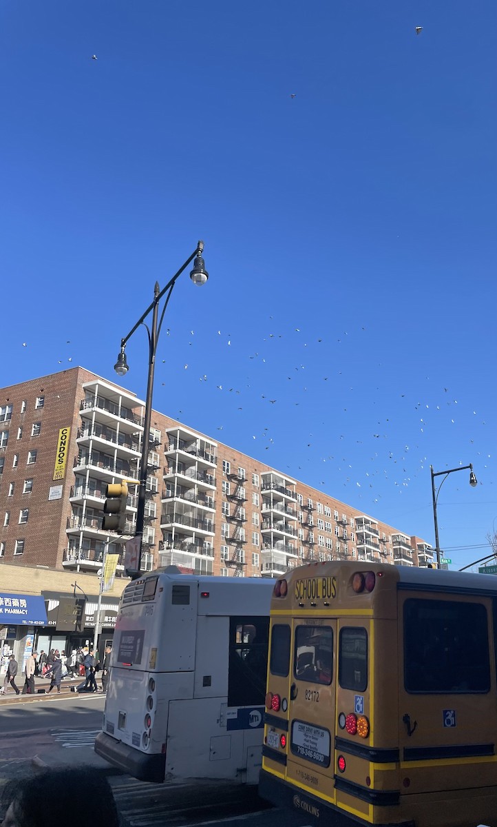 Rock Pigeon (Feral Pigeon) - ML634851368