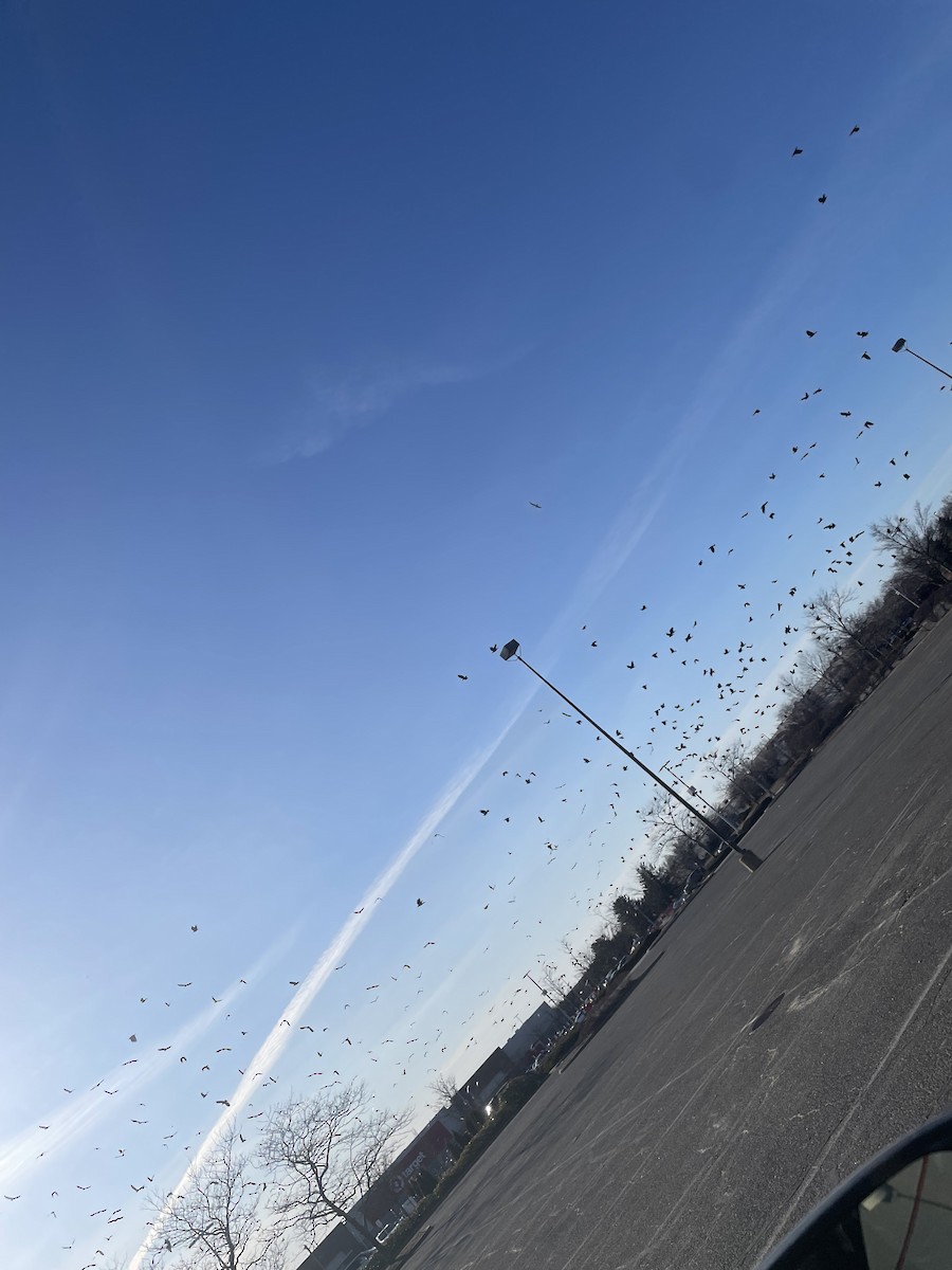 crow sp. - ML634851475