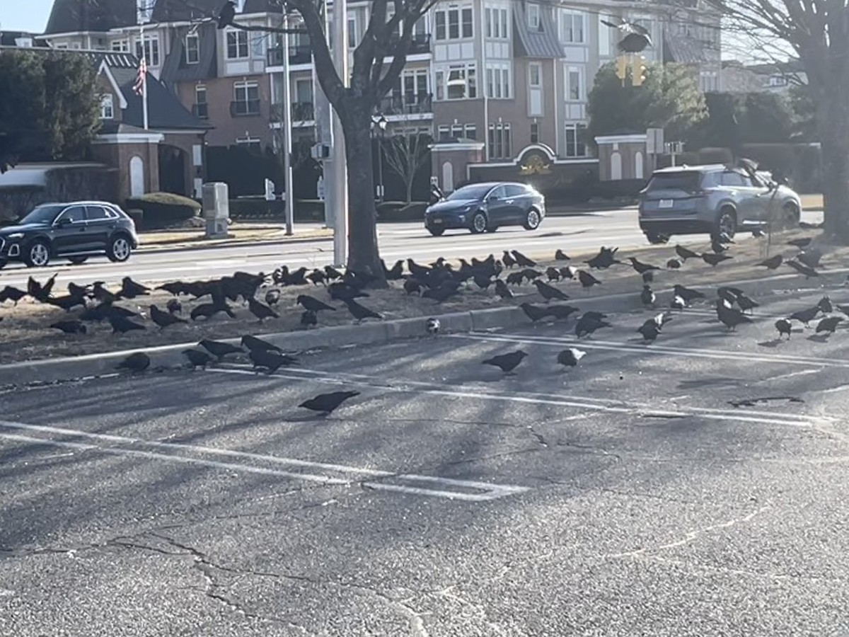 crow sp. - ML634851476