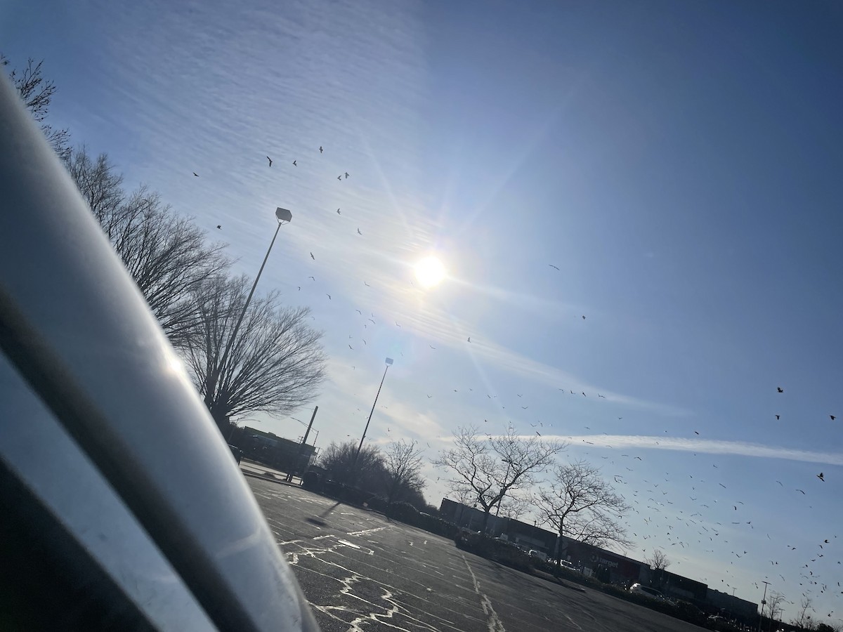 crow sp. - ML634851477