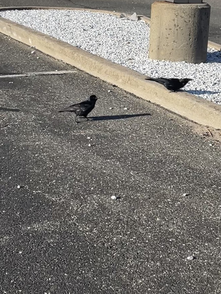 crow sp. - ML634851478