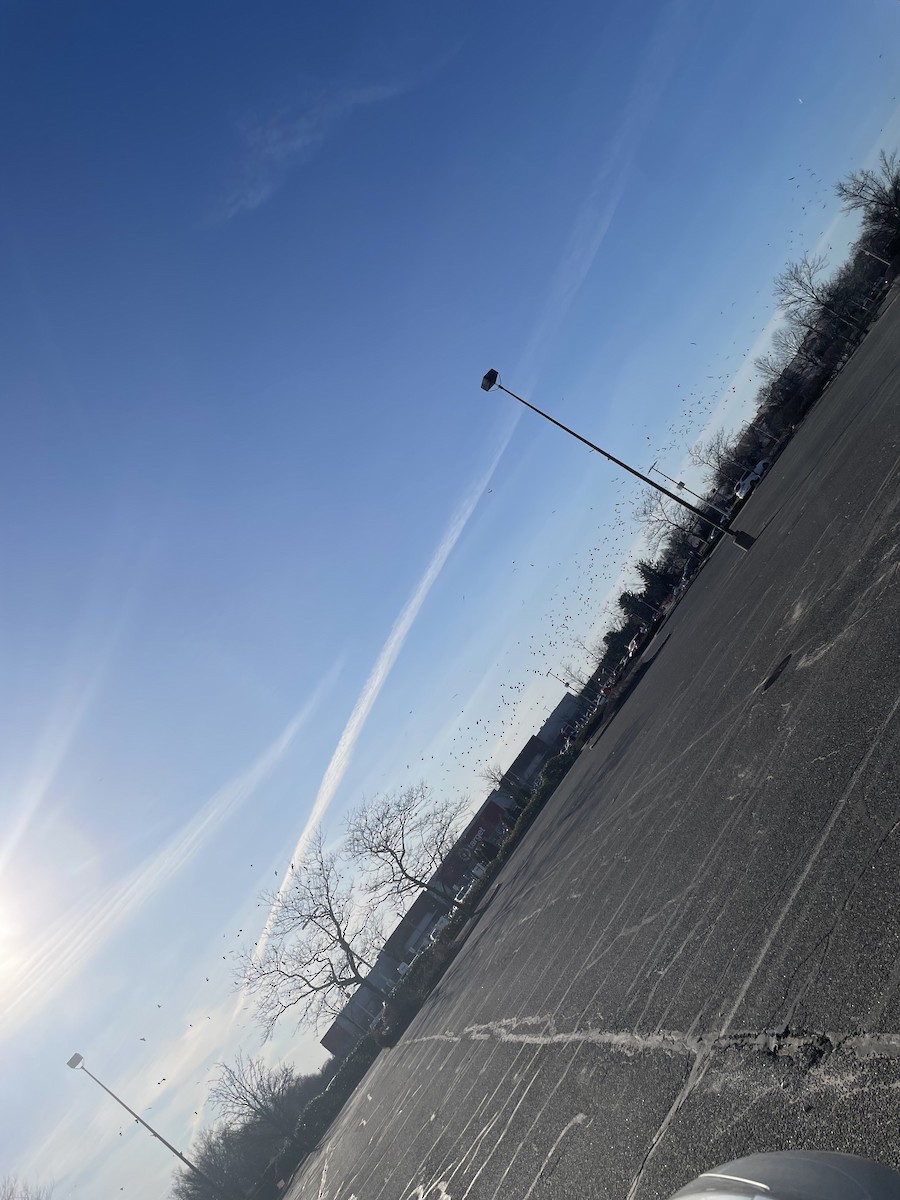 crow sp. - ML634851479