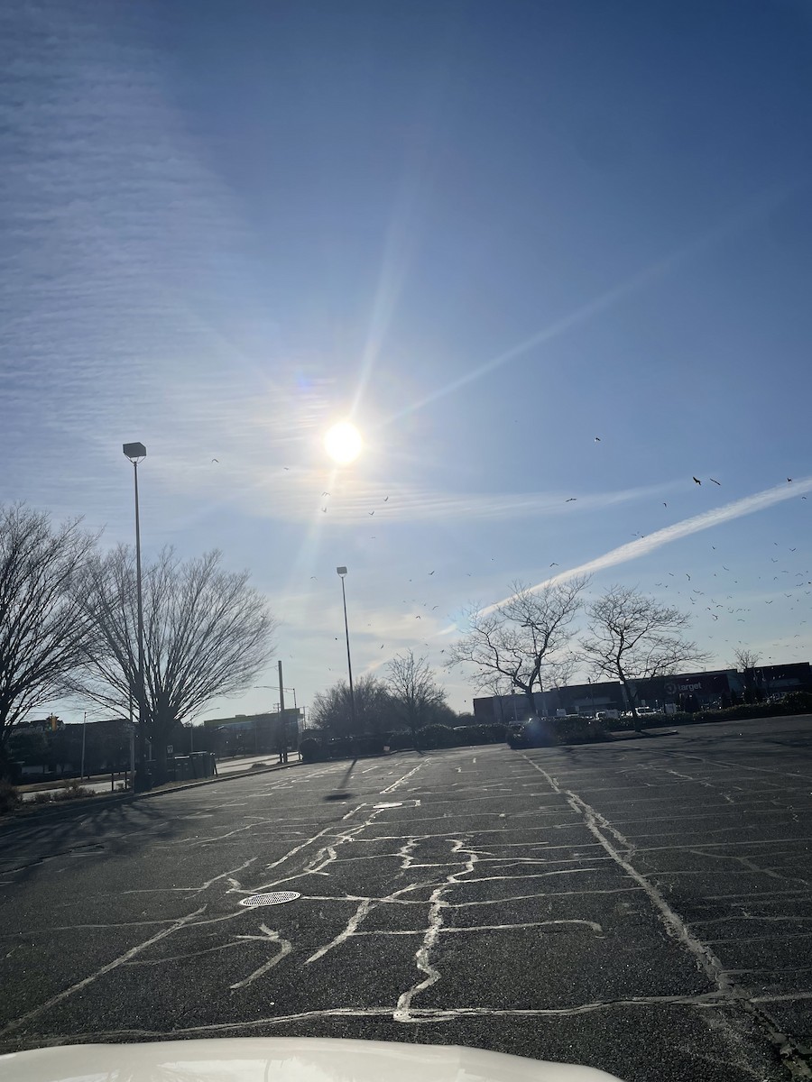 crow sp. - ML634851480