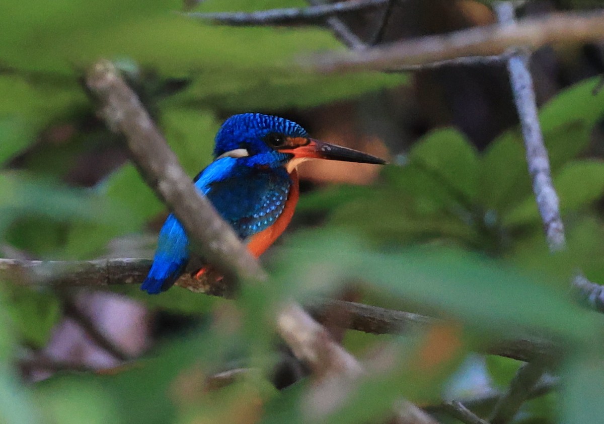 Blue-eared Kingfisher - ML634851499