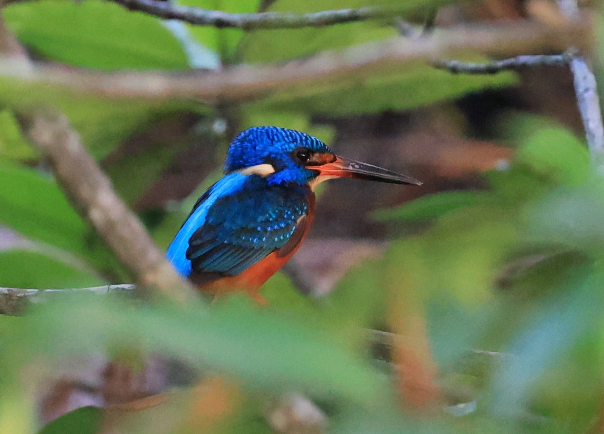 Blue-eared Kingfisher - ML634851502