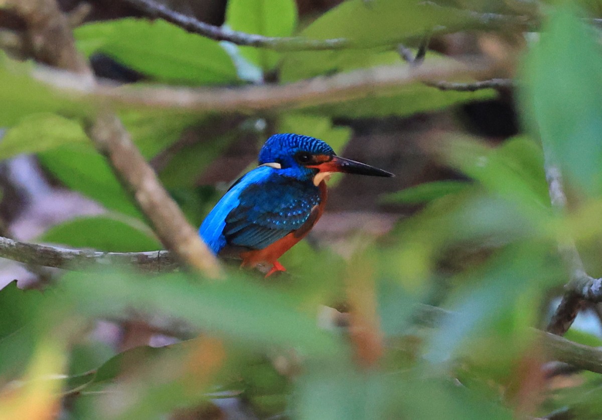 Blue-eared Kingfisher - ML634851505
