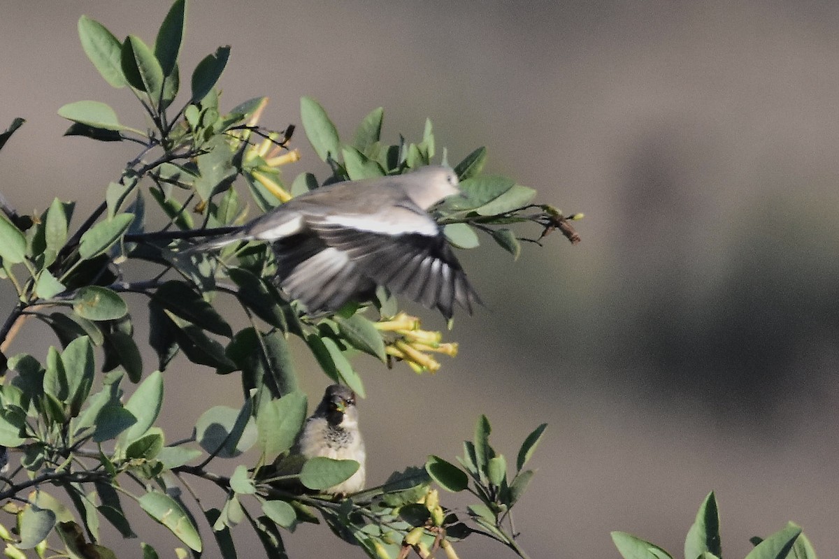 Picui Ground Dove - ML634851533