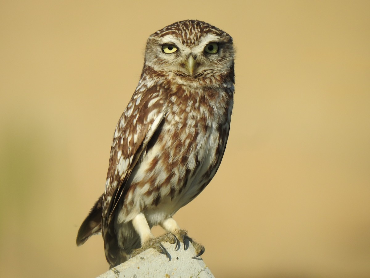 Little Owl - Gary Losada