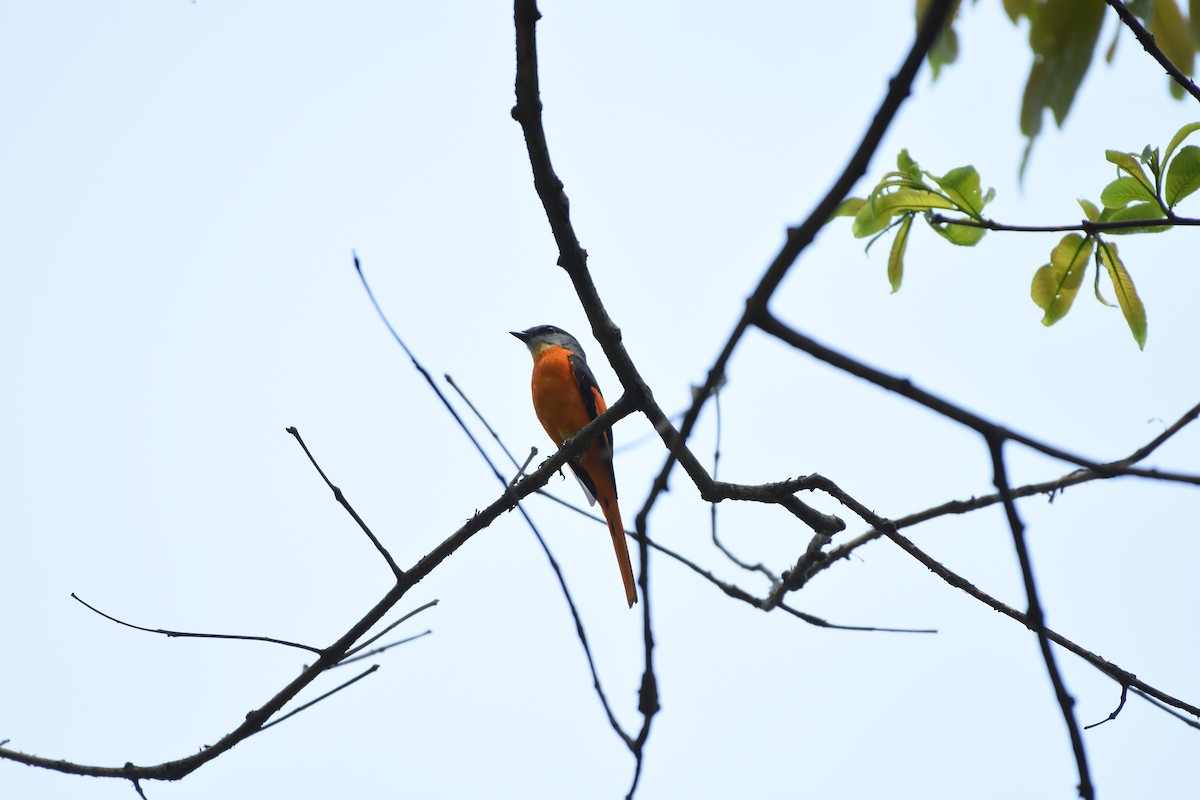 Gray-chinned Minivet - ML634851620
