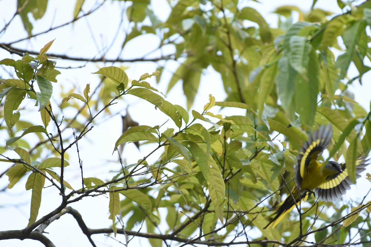 Gray-chinned Minivet - ML634851636