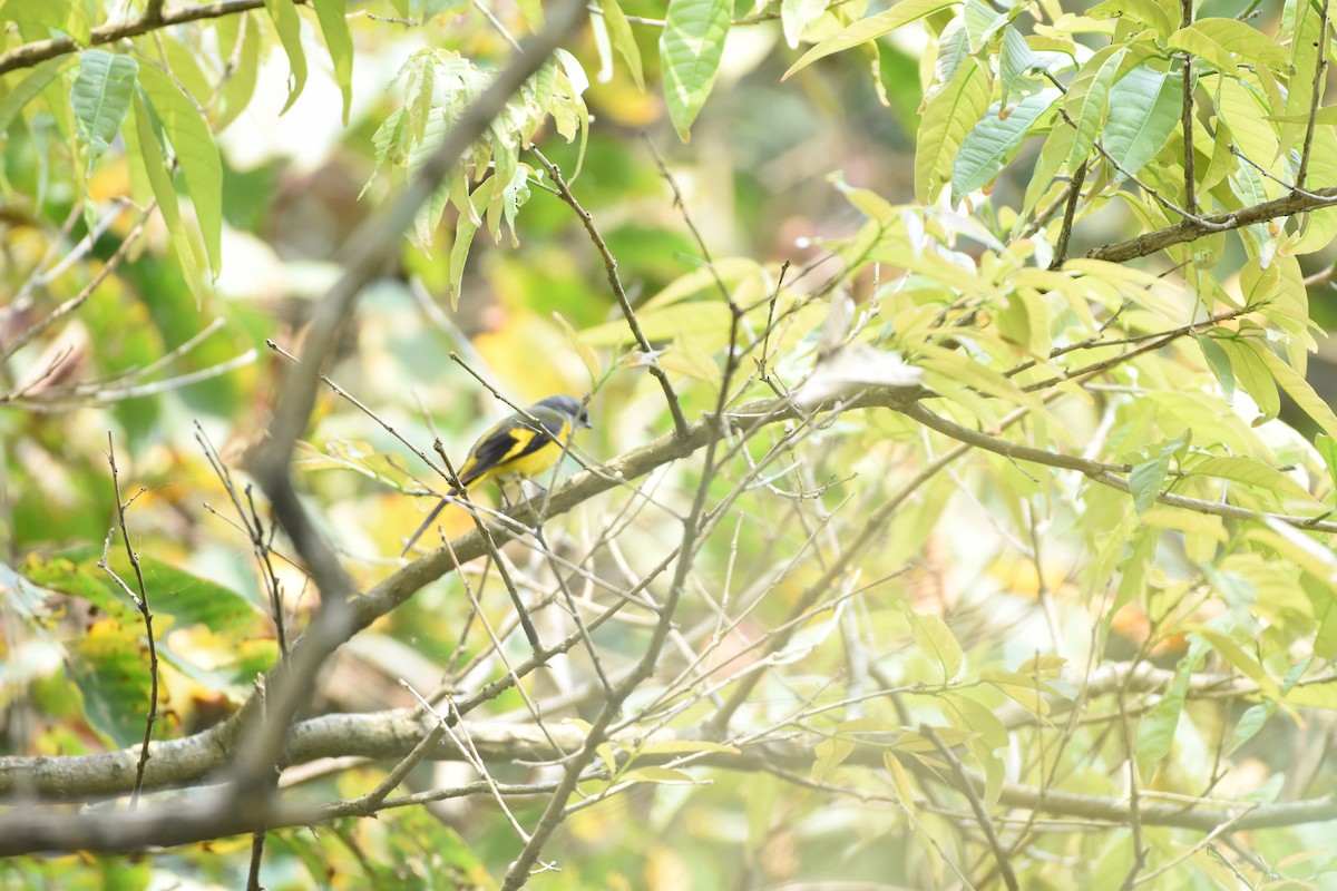 Gray-chinned Minivet - ML634851645