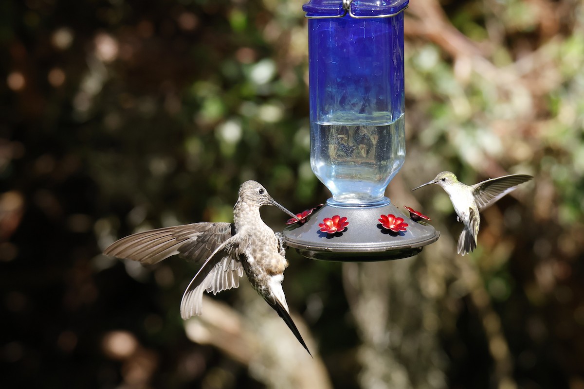 Koca Kolibri - ML634851666