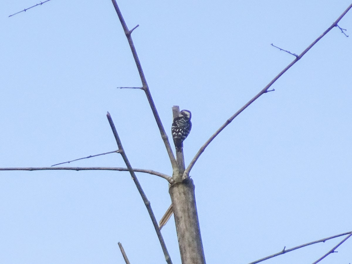 Brown-capped Pygmy Woodpecker - ML634851673