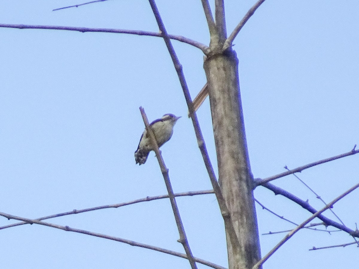 Brown-capped Pygmy Woodpecker - ML634851674