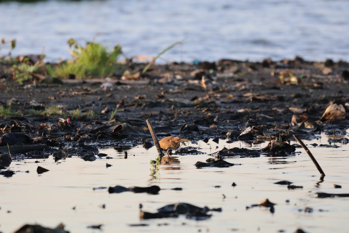 Cinnamon Bittern - ML634851676