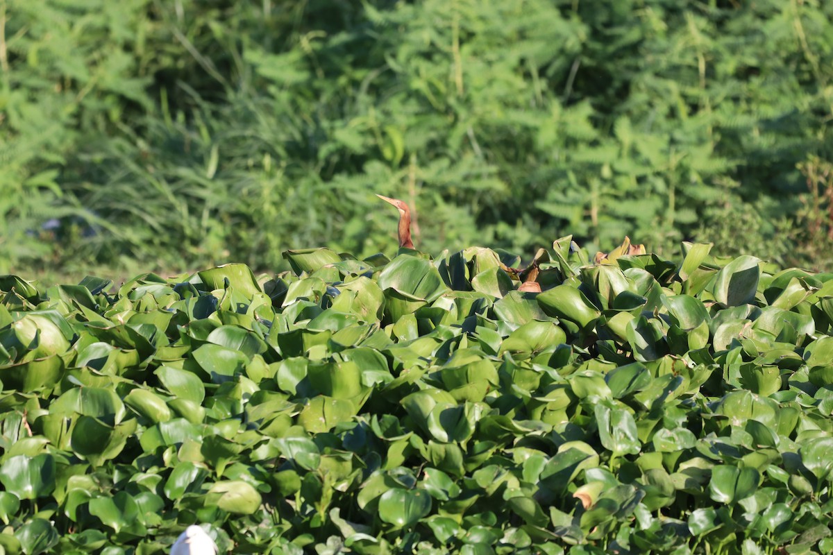 Cinnamon Bittern - ML634851677