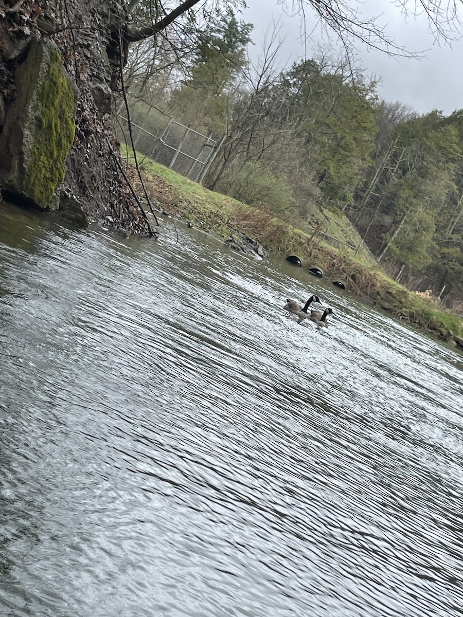 Canada Goose - ML634851691