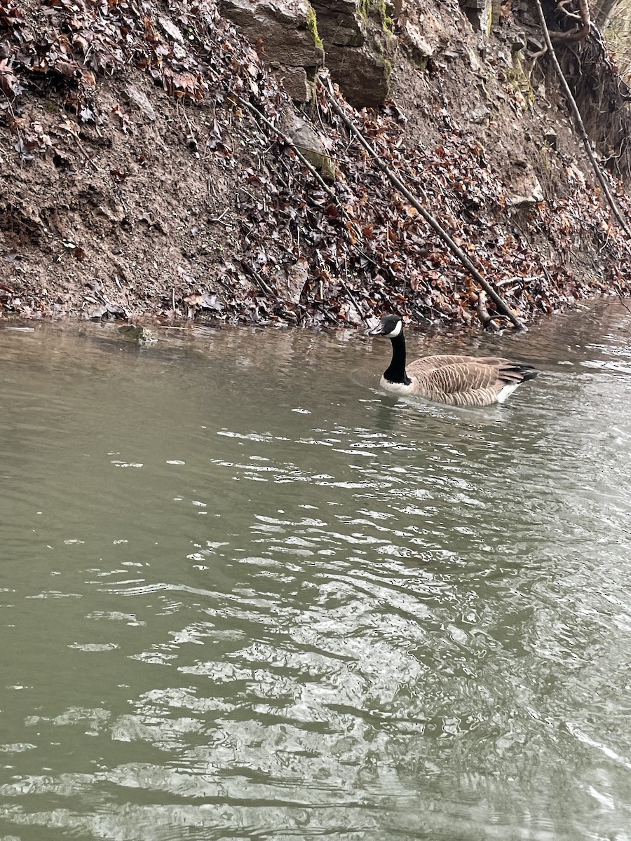 Canada Goose - ML634851692